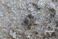 Aelurillus v-insignitus