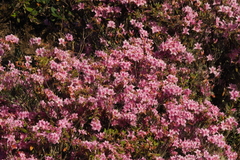 Rhododendron rubropilosum