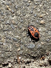Pyrrhocoris apterus