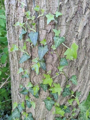 Hedera helix
