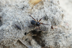 Steatoda albomaculata