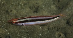 Suezichthys devisi