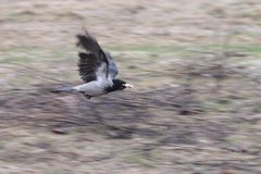 Corvus cornix
