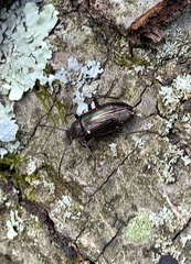 Tarpela micans