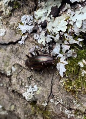 Tarpela micans