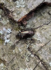 Tarpela micans
