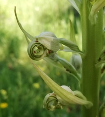 Himantoglossum hircinum