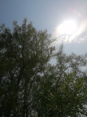 Astianthus viminalis