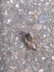 Apis mellifera