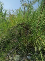 Astianthus viminalis