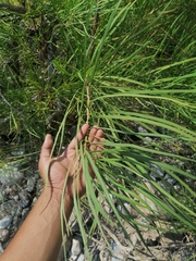 Astianthus viminalis