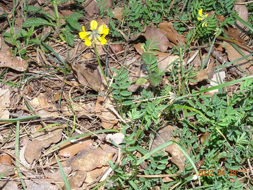 podkovka chochlatá (Hippocrepis comosa)