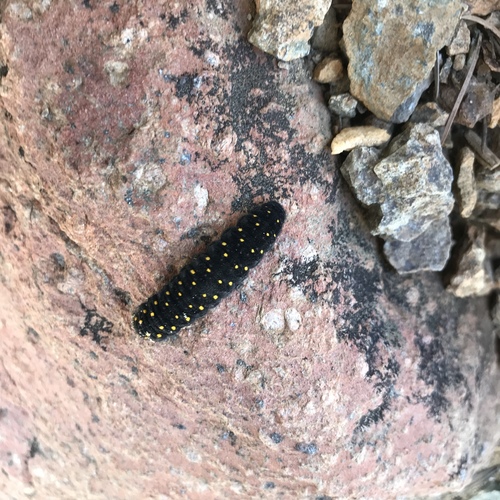 Rocky Mountain Parnassian