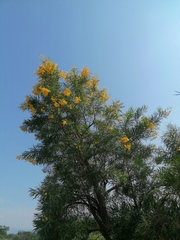 Astianthus viminalis