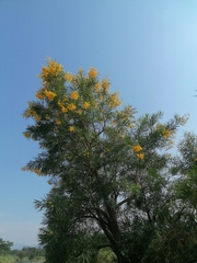 Astianthus viminalis