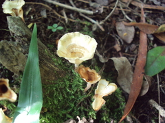 Cotylidia aurantiaca