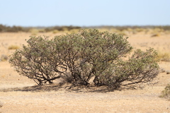 Hakea collina