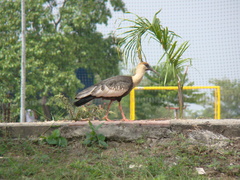 Theristicus caudatus