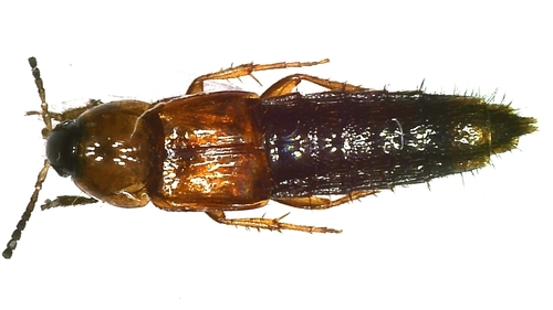 Parabolitobius formosus
