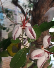Magnoliopsida