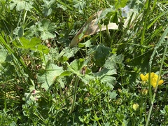 Merodon equestris