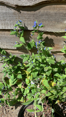 Pentaglottis sempervirens