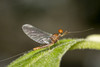 Blue-winged Olive - Photo (c) Stergios Vasilis, some rights reserved (CC BY-NC-ND), uploaded by Stergios Vasilis