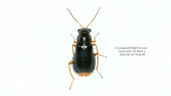 Ebaeus