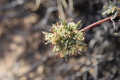 Hakea collina