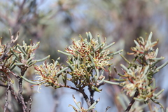 Hakea collina