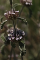 Marrubium supinum