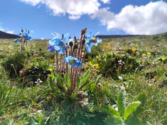 Meconopsis horridula