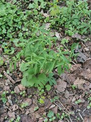Ranunculus cassubicus