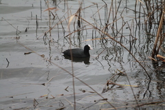 Fulica atra