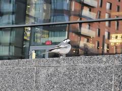 Motacilla alba