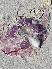 Pelagia noctiluca