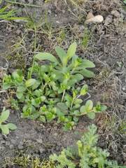 Magnoliopsida