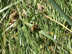 Merodon equestris