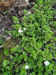 Veronica filiformis