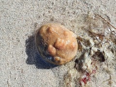 Pyura stolonifera