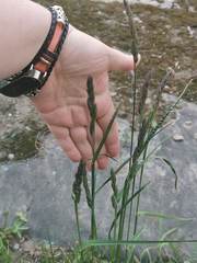 Dactylis glomerata