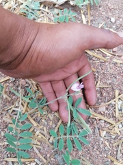 Indigofera miniata