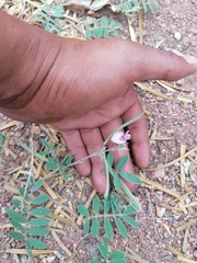 Indigofera miniata