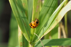 Harmonia octomaculata