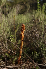 Orobanche gracilis