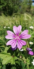 Malva sylvestris