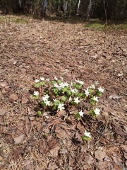Eranthis tanhoensis