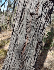 Eucalyptus macrorhyncha macrorhyncha