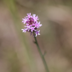 Polygala incarnata