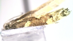 Calybites phasianipennella